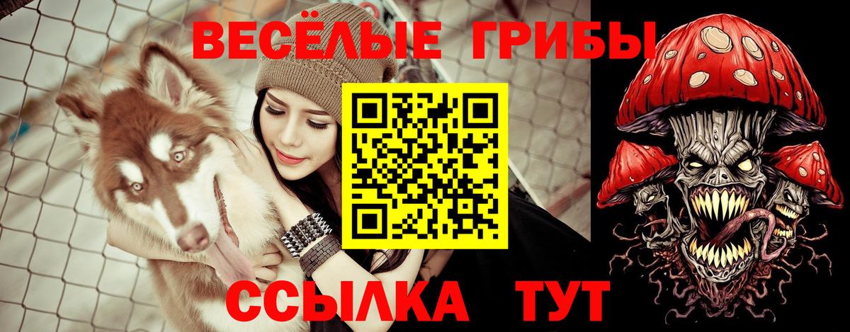 Элиста  Галлюциногенные грибы Psilocybine cubensis  Вход с VPN 